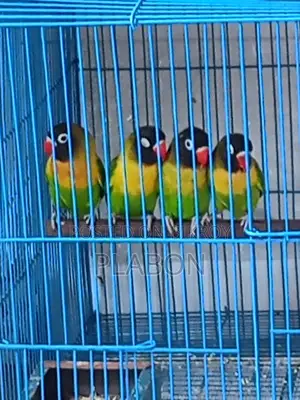 Conure, Cockatiel, Love Bird For Sale