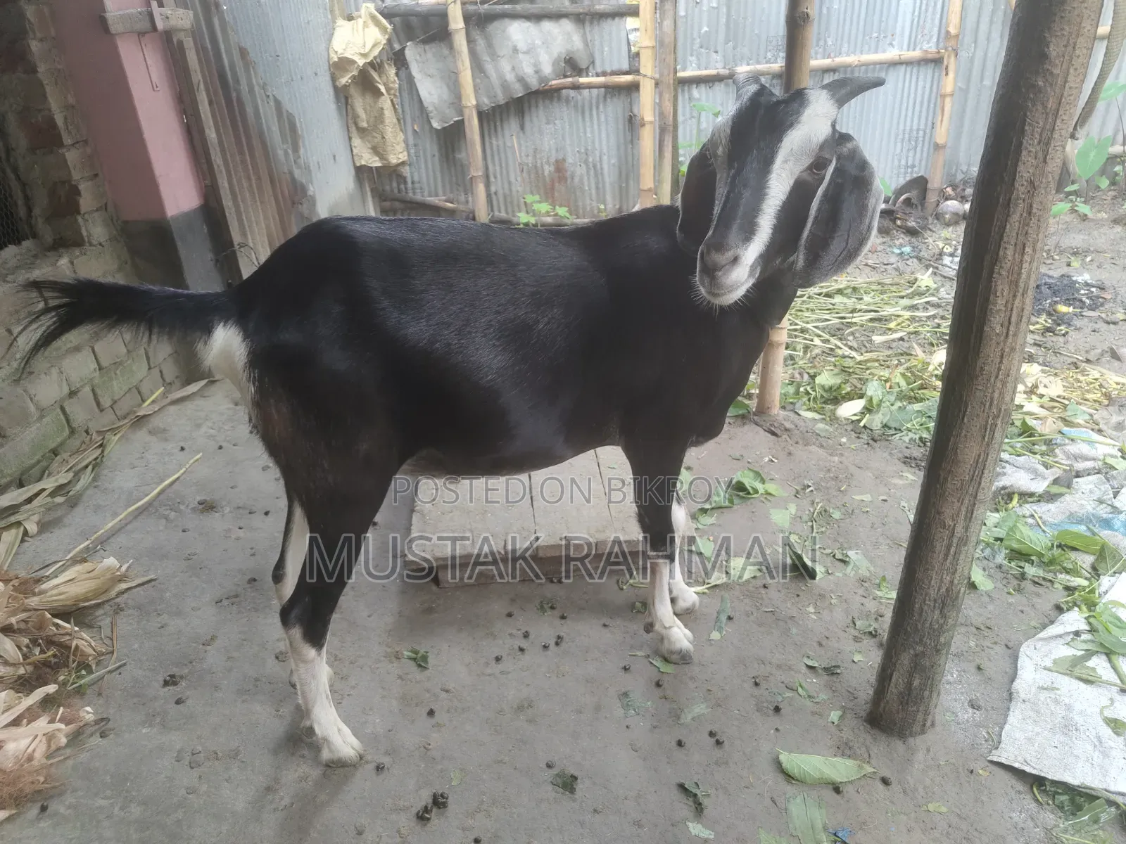 Qurbani Goat 4 Teeth