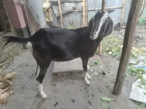 Qurbani Goat 4 Teeth