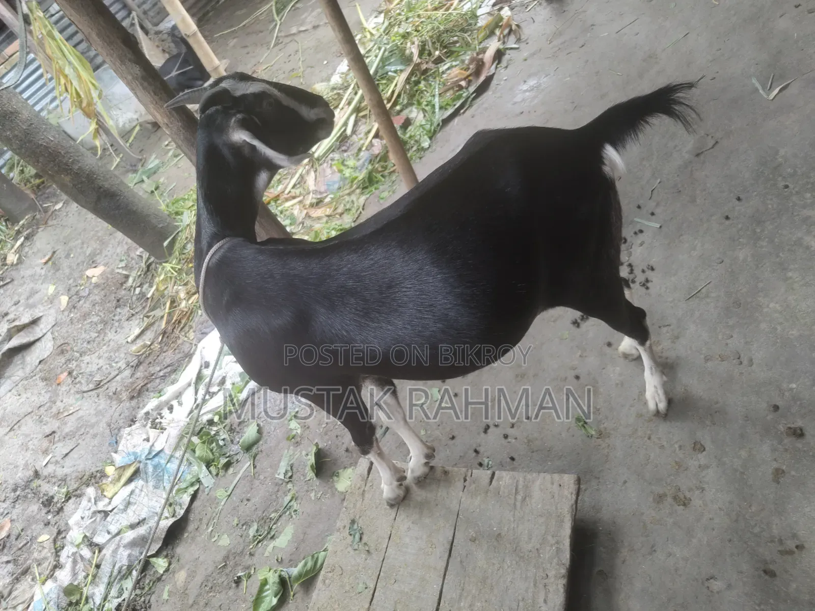 Qurbani Goat 4 Teeth