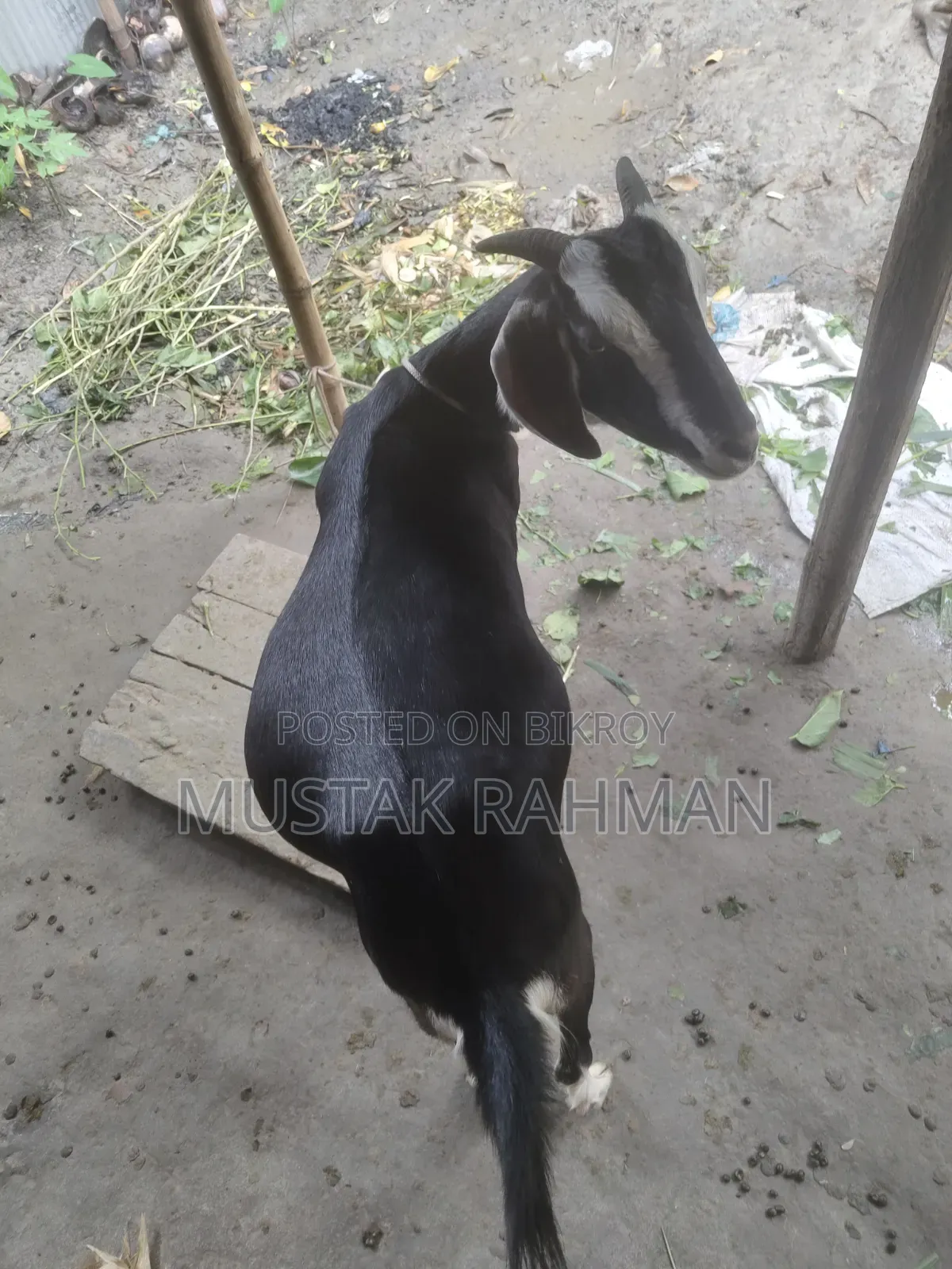 Qurbani Goat 4 Teeth