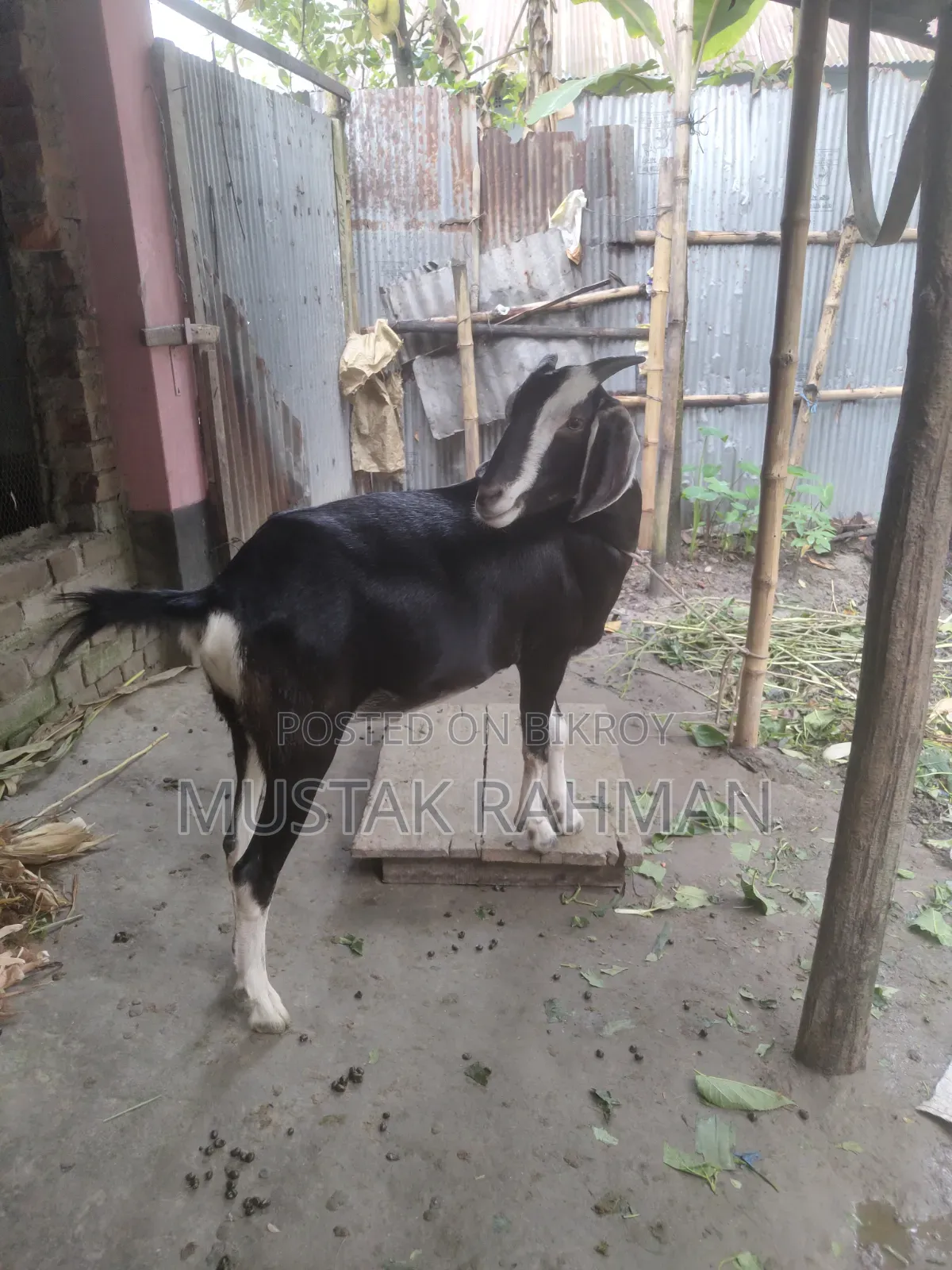 Qurbani Goat 4 Teeth