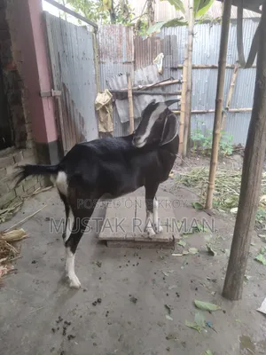 Qurbani Goat 4 Teeth