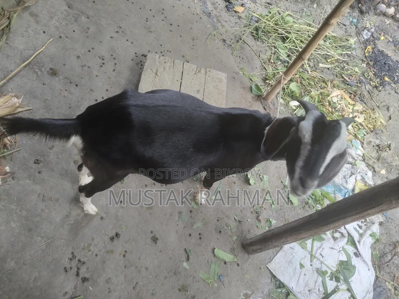 Qurbani Goat 4 Teeth
