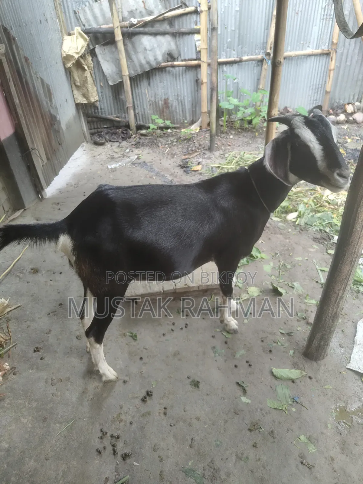 Qurbani Goat 4 Teeth