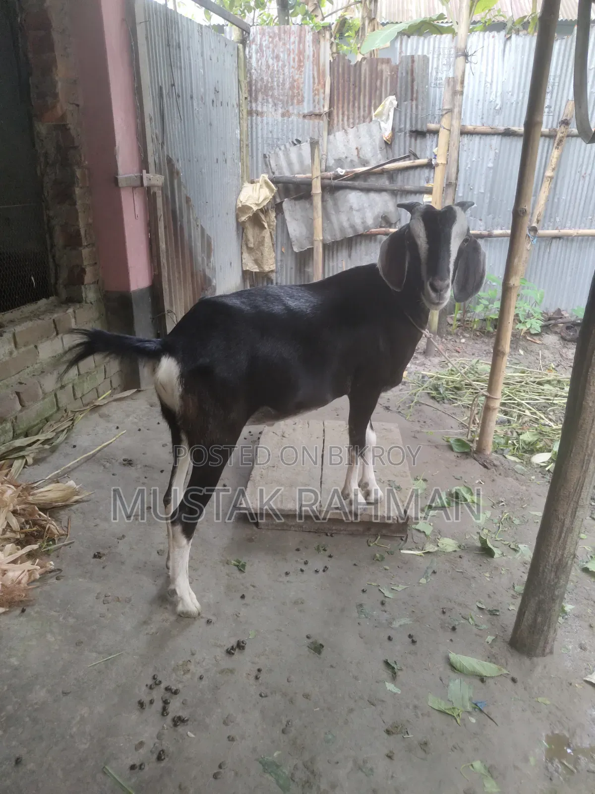 Qurbani Goat 4 Teeth