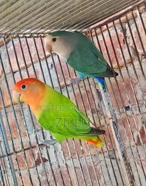 রানিং ডিম বাচ্চা করা পেয়ার