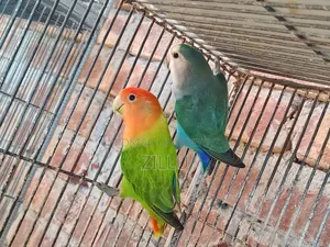Proven Breeding Pair