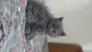 1-3 Months Male Purebred Persian
