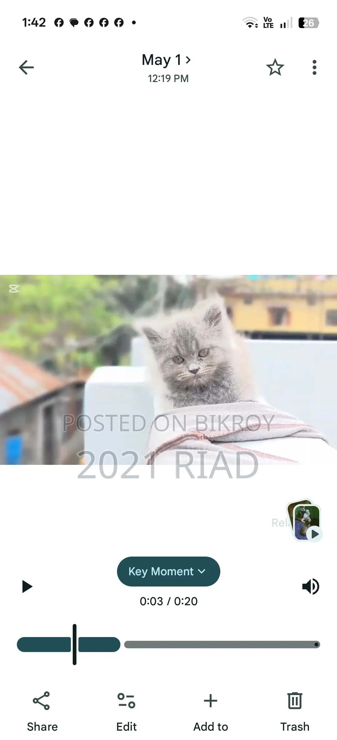 1-3 Months Male Purebred Persian