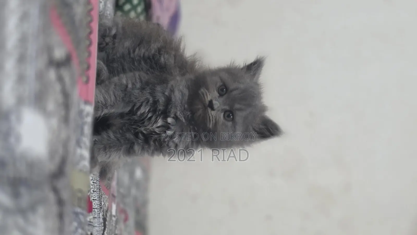 1-3 Months Male Purebred Persian