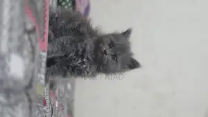 1-3 Months Male Purebred Persian