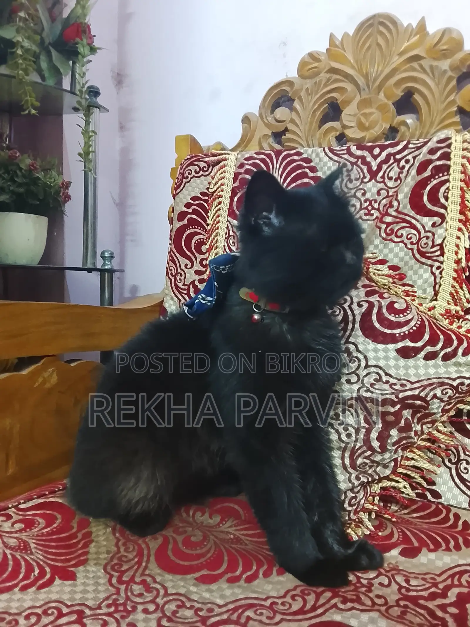 1+ Year Male Mixed Breed Persian