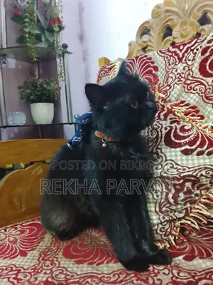 1+ Year Male Mixed Breed Persian