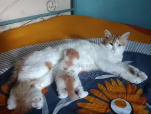 ১+ বছরের ফিমেল পিওরব্রেড পার্সিয়ান বিড়াল