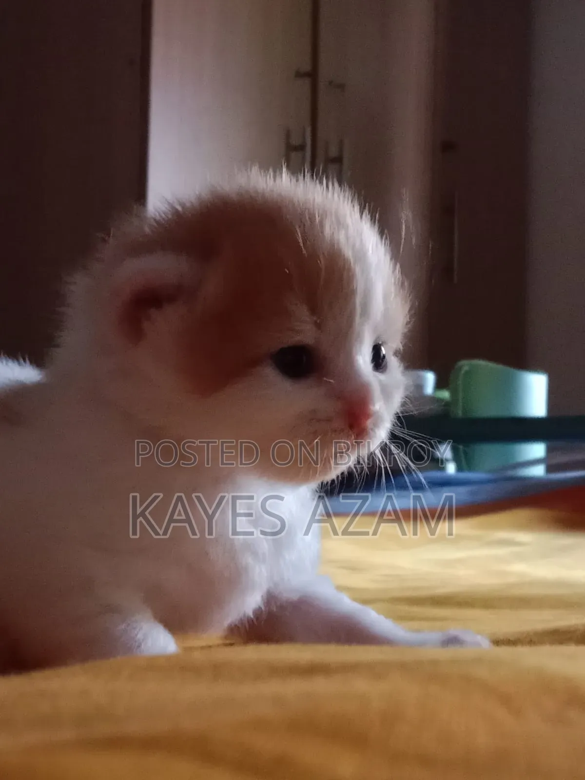 1+ Year Female Purebred Persian Cat