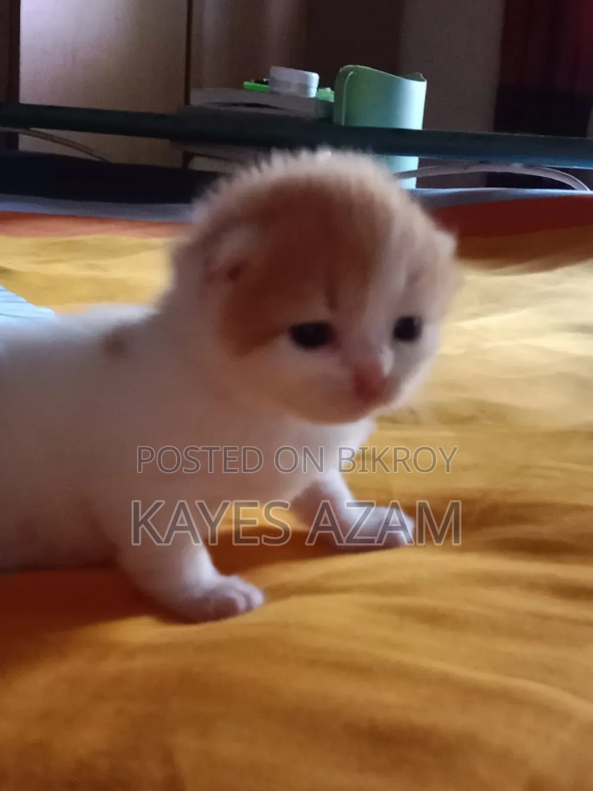 1+ Year Female Purebred Persian Cat