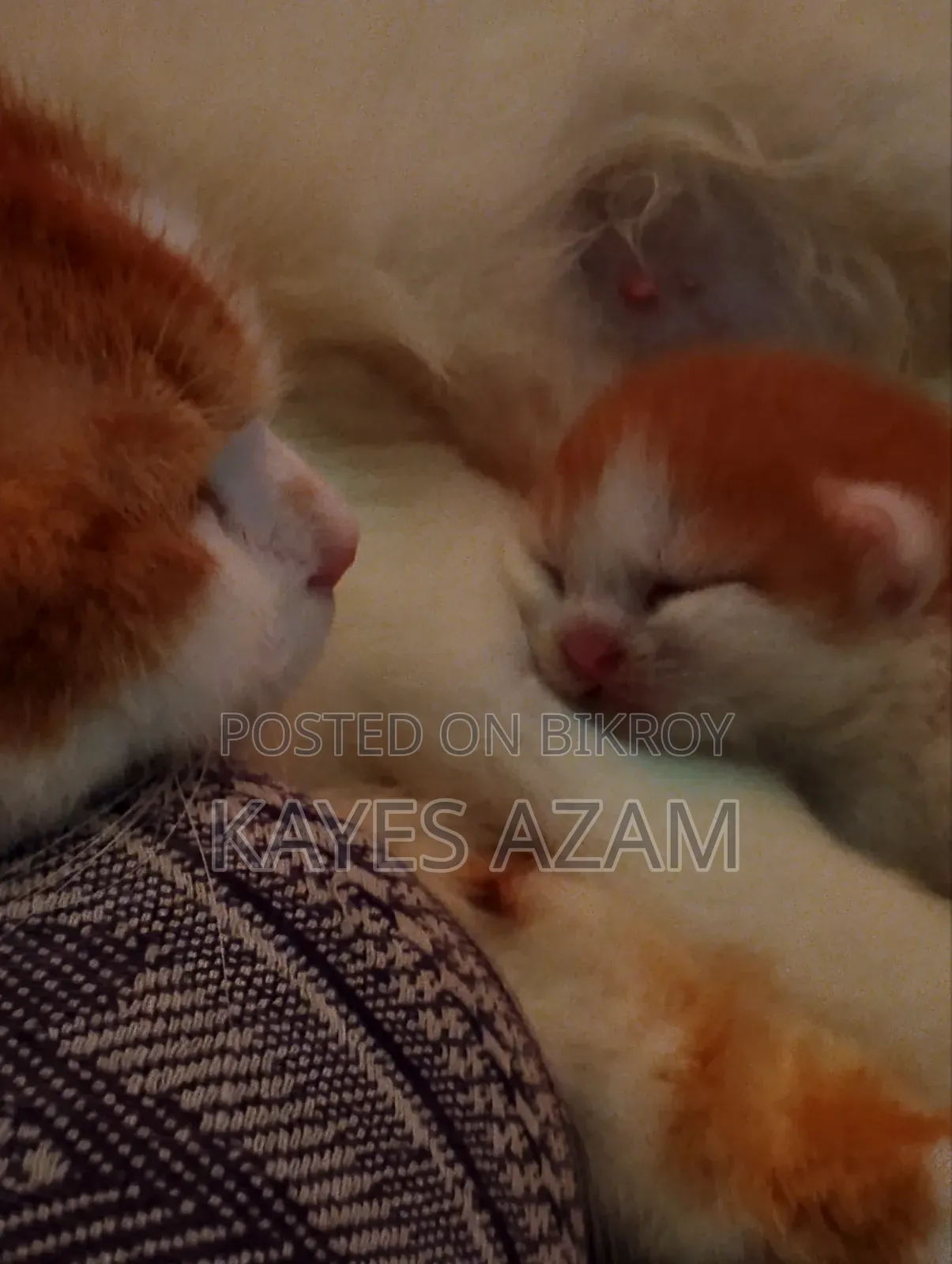 1+ Year Female Purebred Persian Cat