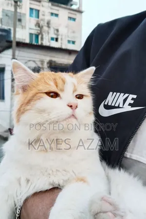 1+ Year Female Purebred Persian Cat
