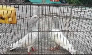দুই টা খাকি নর কবুতর সেল হবে