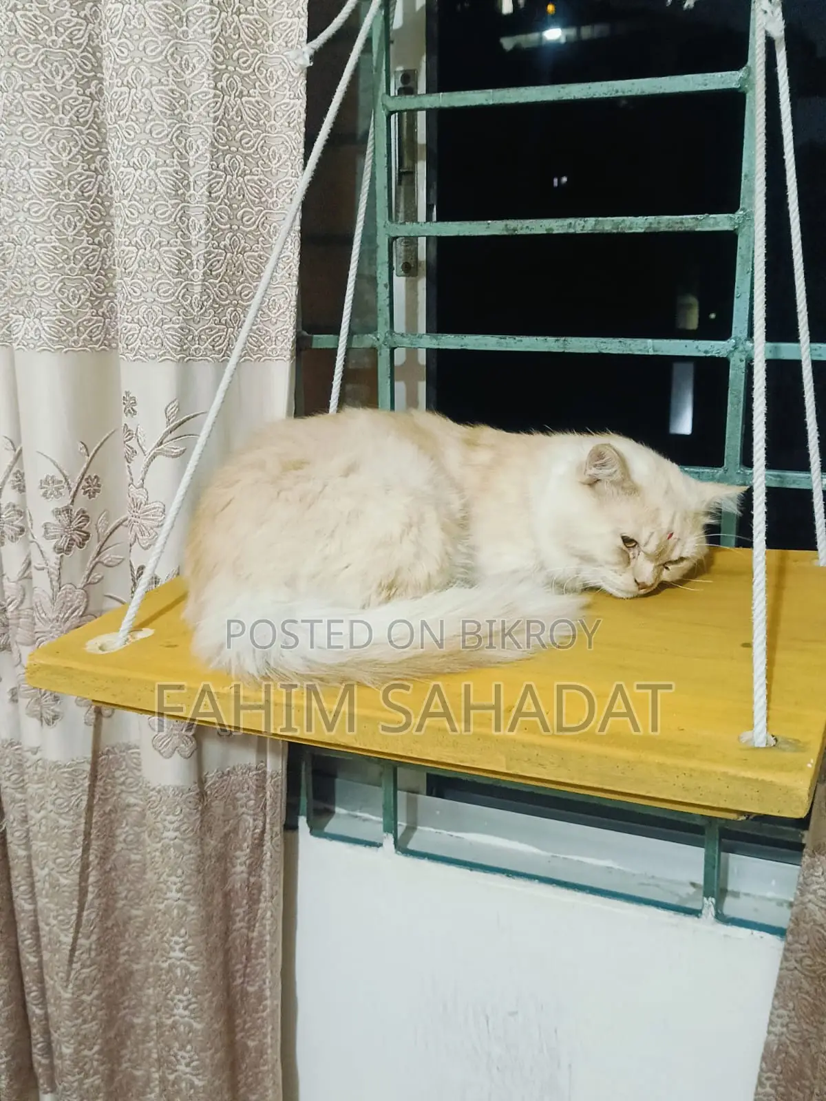 3-6 Months Male Purebred Persian