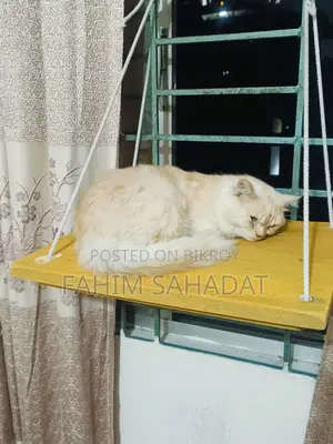 ৩-৬ মাসের পুরুষ পিওর ব্রেড পার্সিয়ান বিড়াল