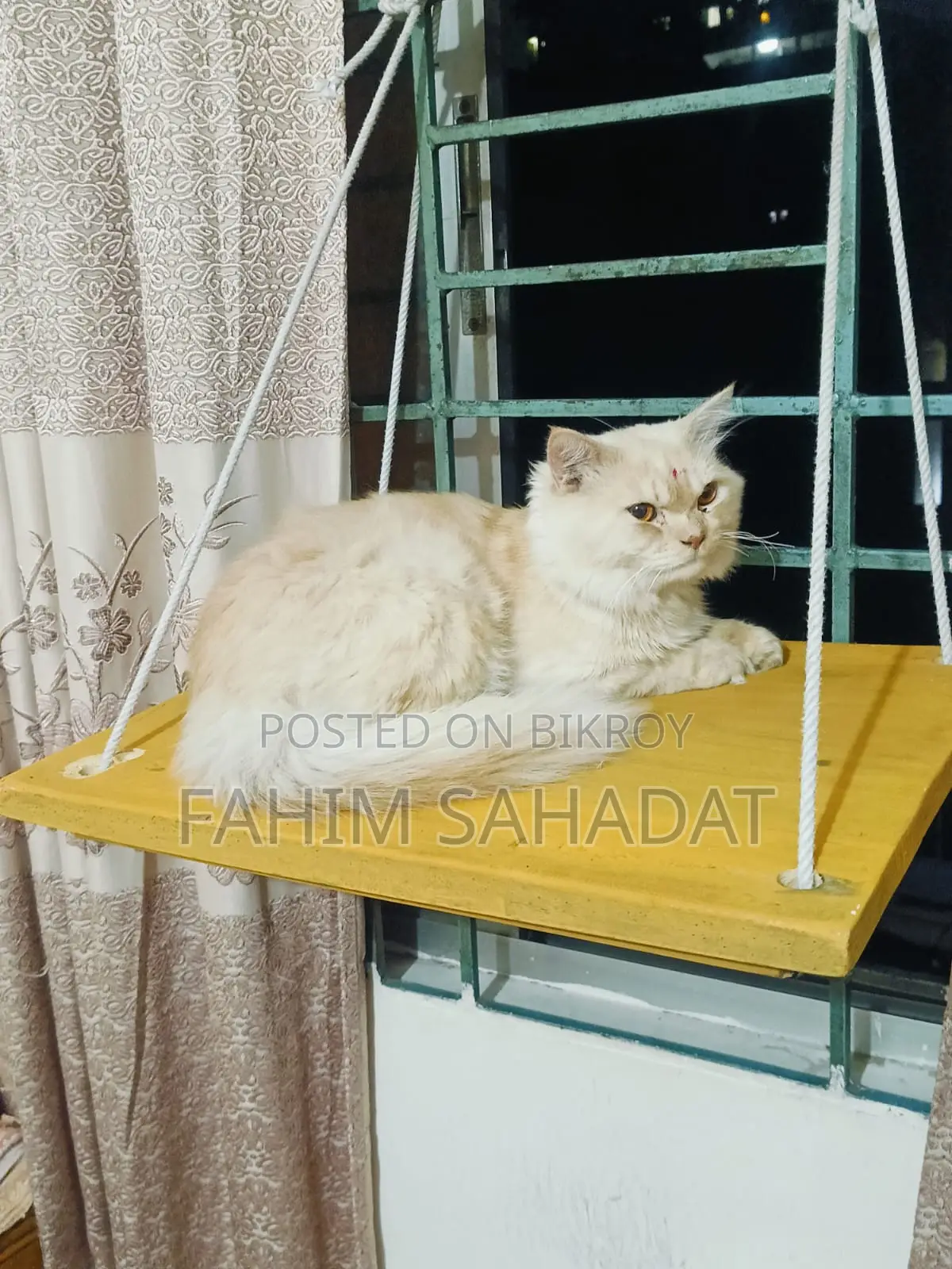 3-6 Months Male Purebred Persian