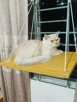 3-6 Months Male Purebred Persian