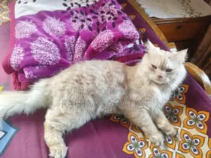 3-6 Months Male Purebred Persian