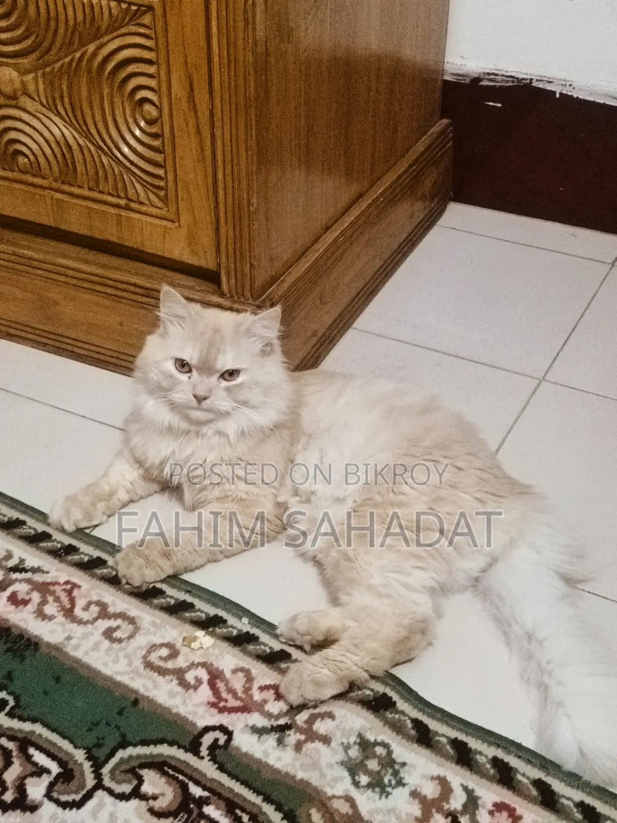 3-6 Months Male Purebred Persian