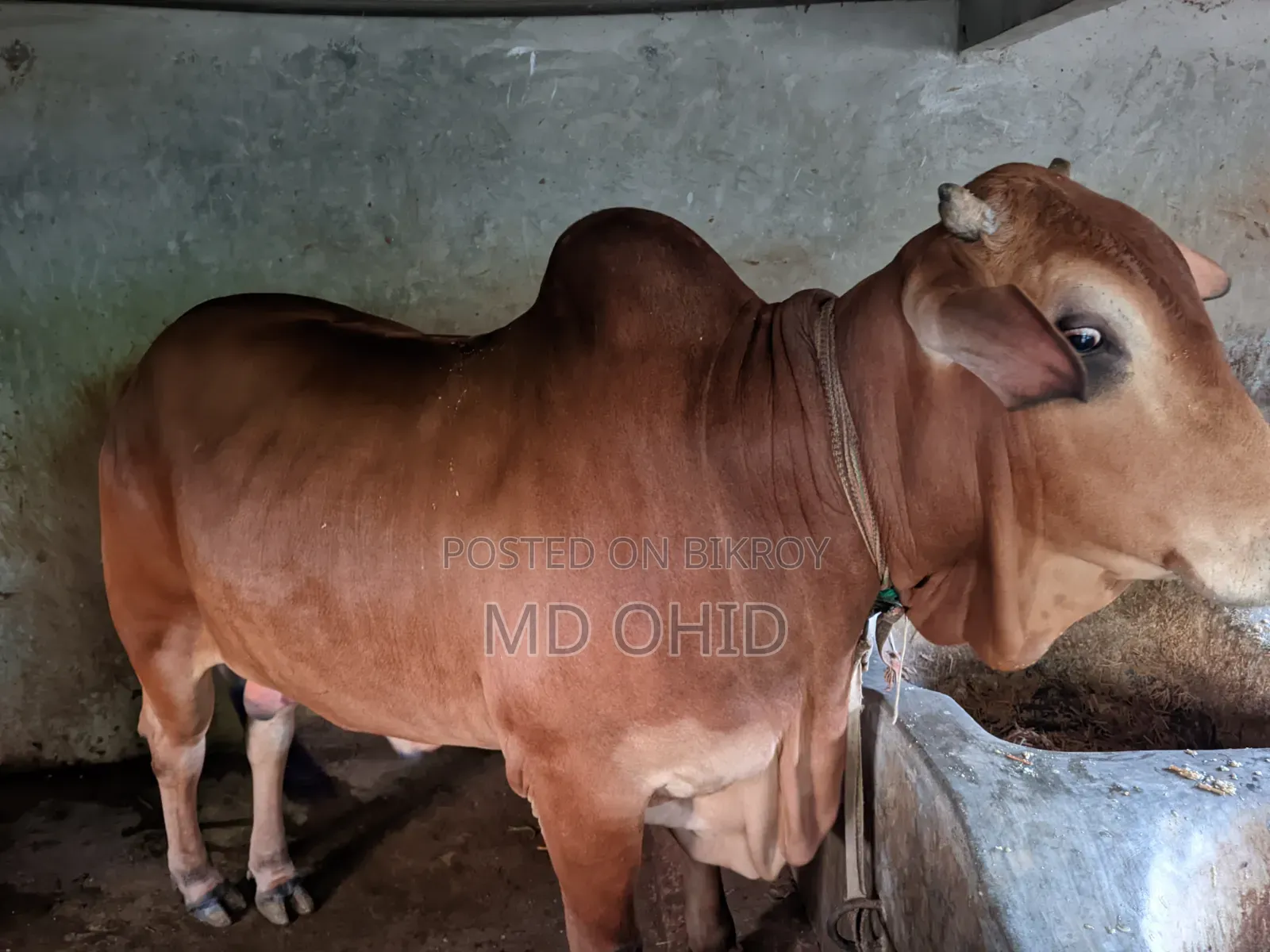 কুরবানী উপযোগী একটি ষাঁড় গরু বিক্রি হবে । কাঠালতলা ,ডুমুরিয়া, খুলনা