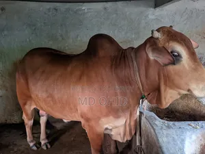 কুরবানী উপযোগী একটি ষাঁড় গরু বিক্রি হবে । কাঠালতলা ,ডুমুরিয়া, খুলনা