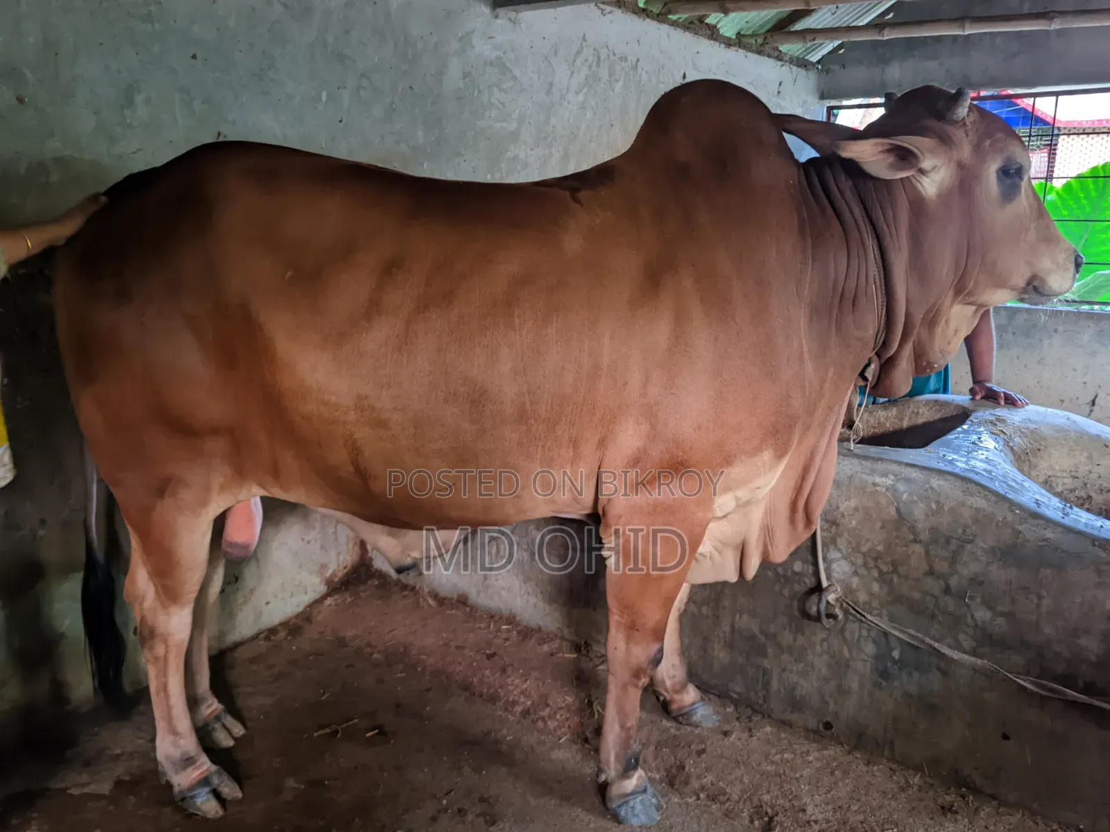 কুরবানী উপযোগী একটি ষাঁড় গরু বিক্রি হবে । কাঠালতলা ,ডুমুরিয়া, খুলনা