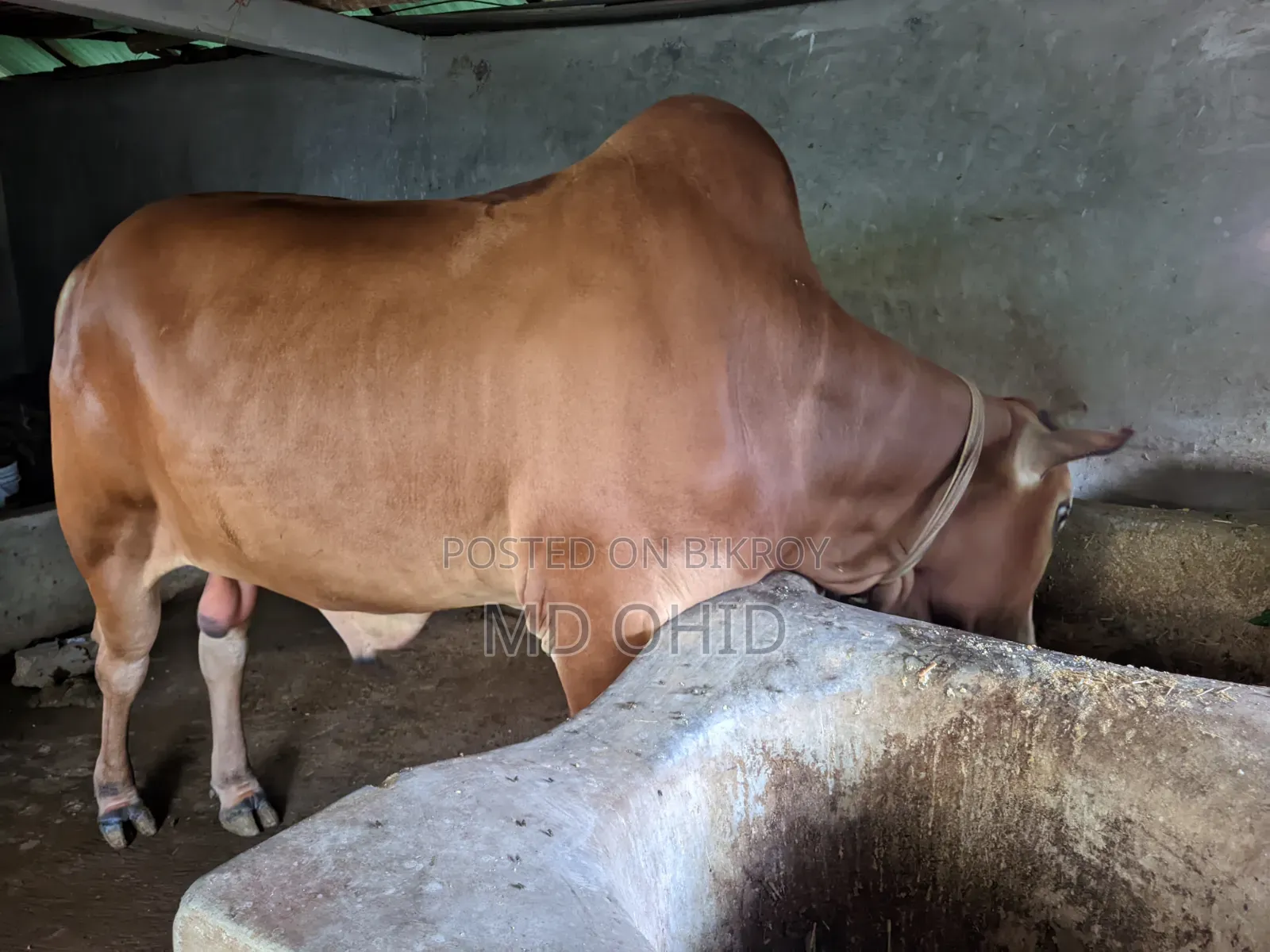 কুরবানী উপযোগী একটি ষাঁড় গরু বিক্রি হবে । কাঠালতলা ,ডুমুরিয়া, খুলনা