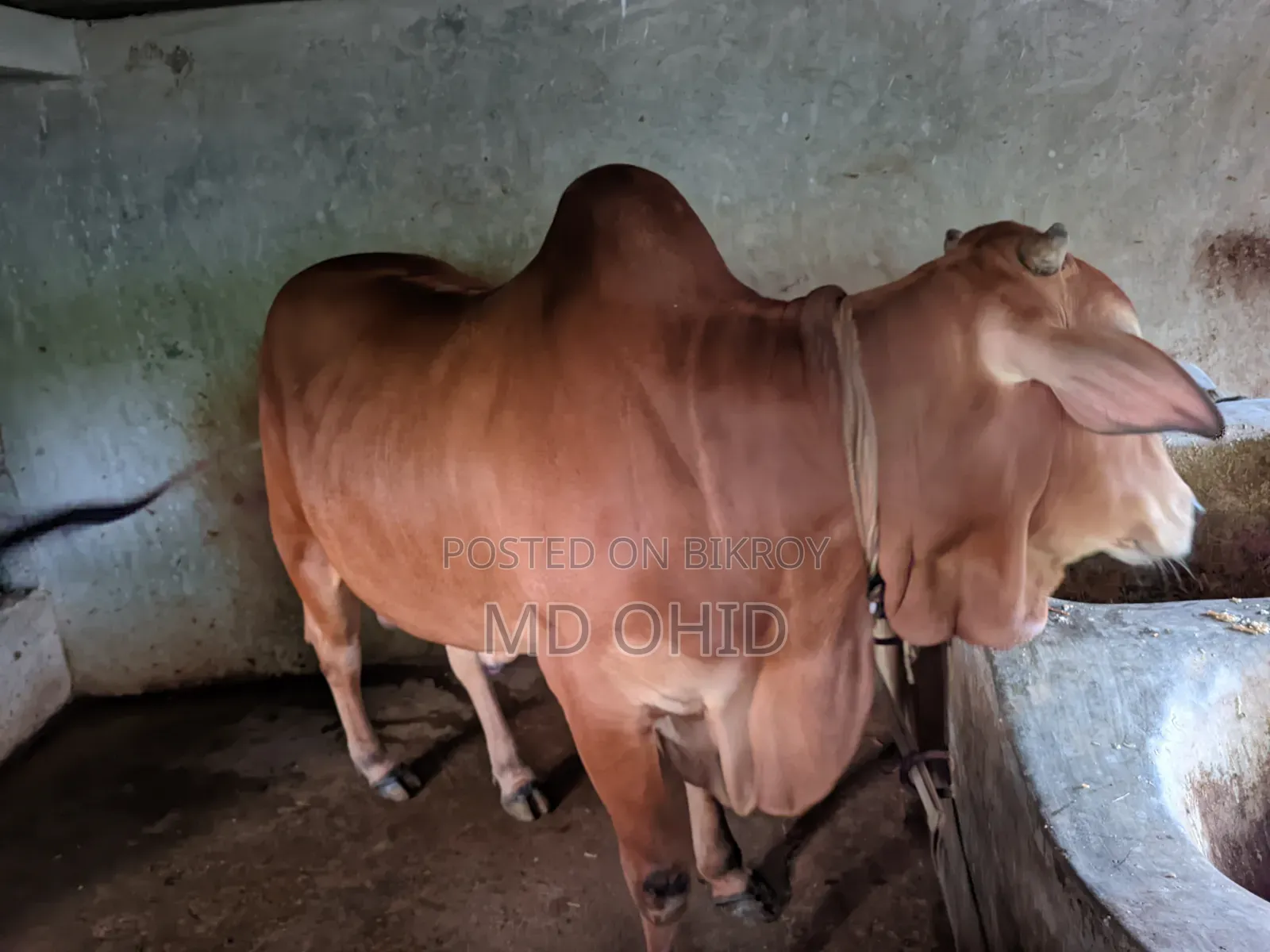 কুরবানী উপযোগী একটি ষাঁড় গরু বিক্রি হবে । কাঠালতলা ,ডুমুরিয়া, খুলনা