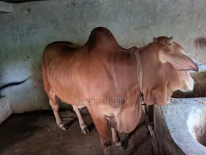 কুরবানী উপযোগী একটি ষাঁড় গরু বিক্রি হবে । কাঠালতলা ,ডুমুরিয়া, খুলনা