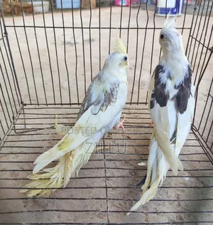মেল ফিমেল মিলানো ককাটেল পেয়ার