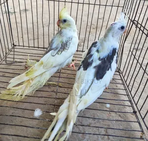 মেল ফিমেল মিলানো ককাটেল পেয়ার