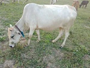 কোরবানির জন্য গাভি গরু