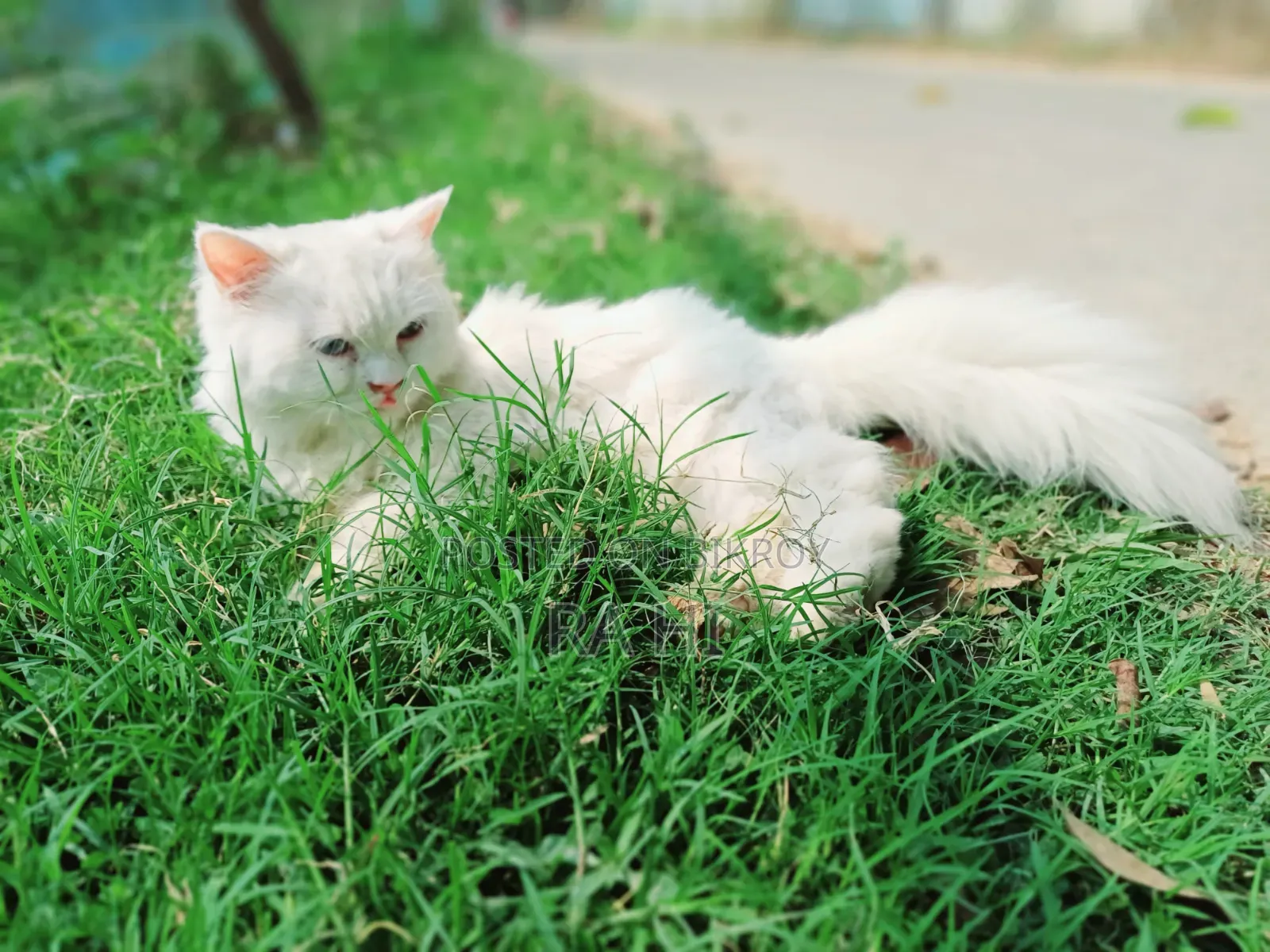 3-6 Months Female Purebred Persian