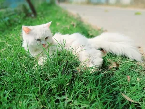 3-6 Months Female Purebred Persian
