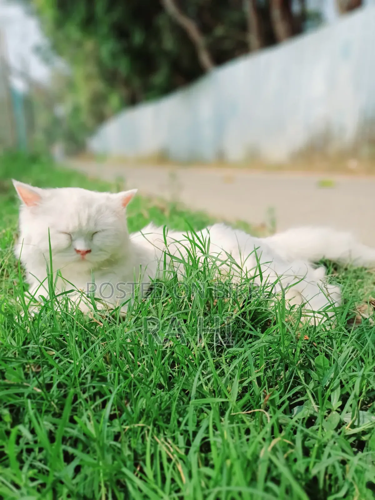 3-6 Months Female Purebred Persian