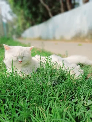 3-6 Months Female Purebred Persian