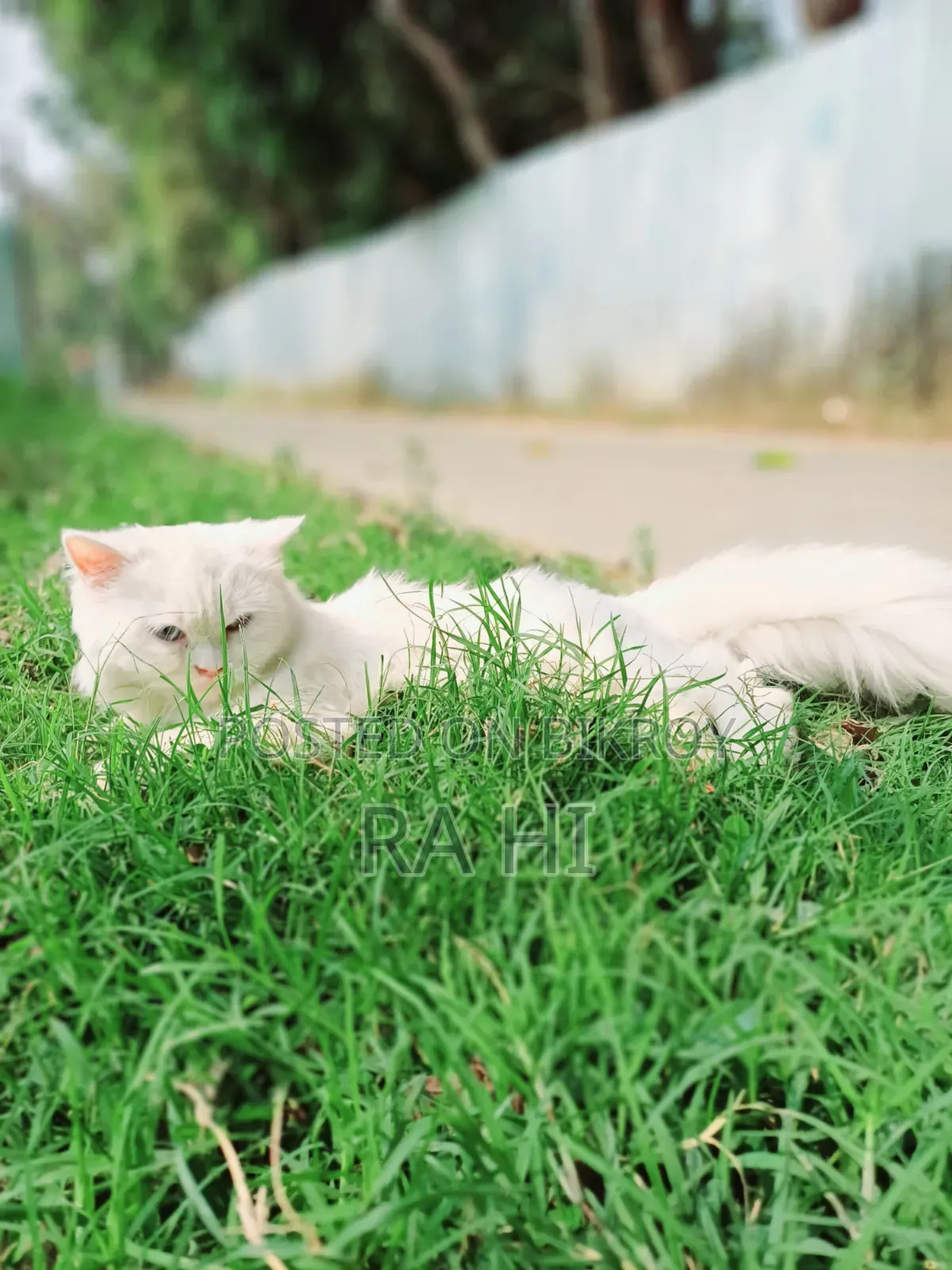 3-6 Months Female Purebred Persian