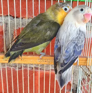 DNA Love Bird Pair