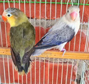 DNA Love Bird Pair