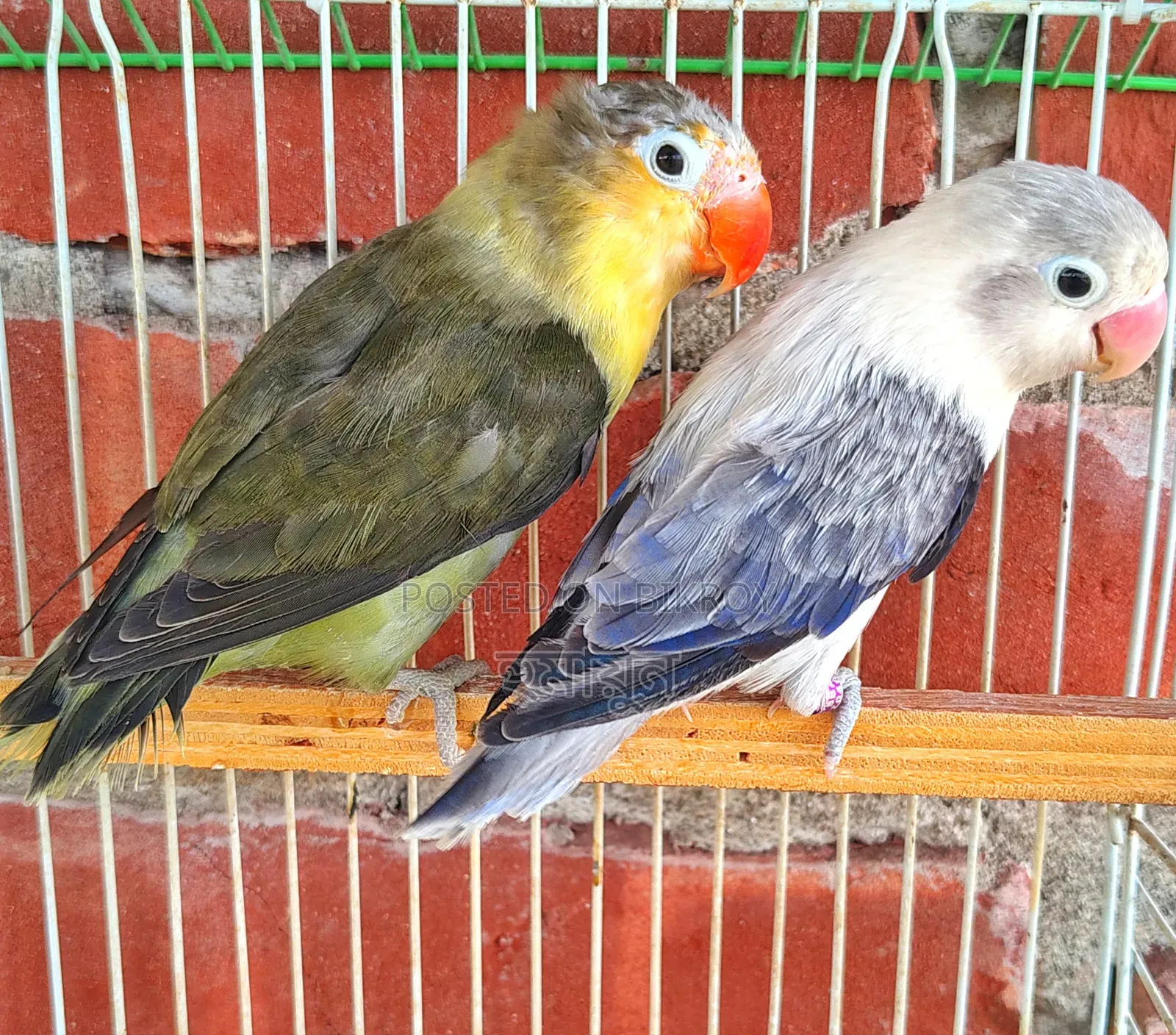 DNA Love Bird Pair