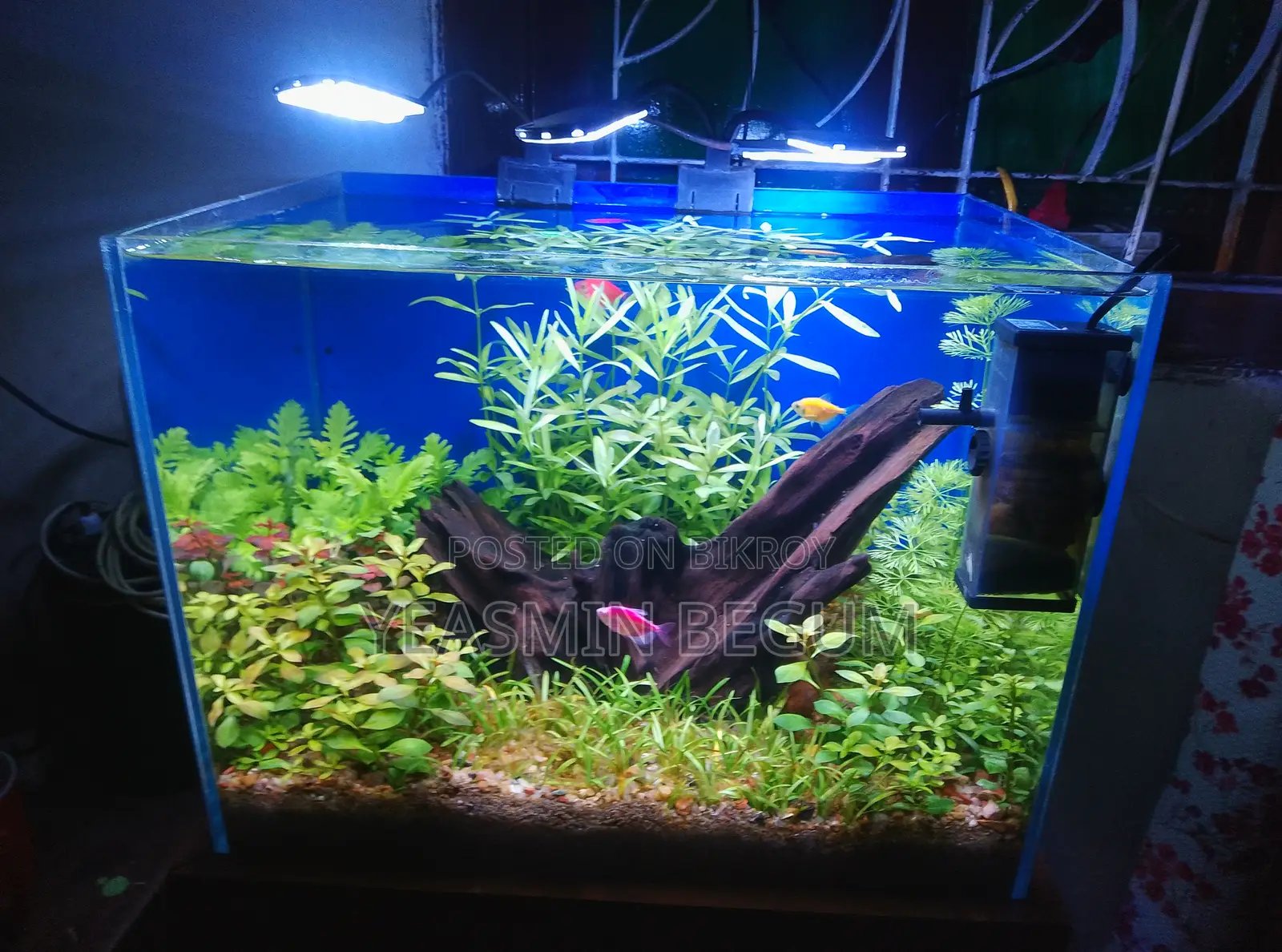Planted Aquarium