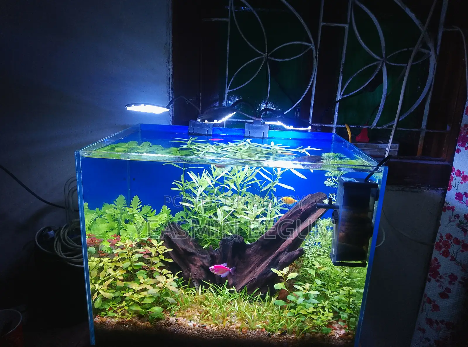Planted Aquarium