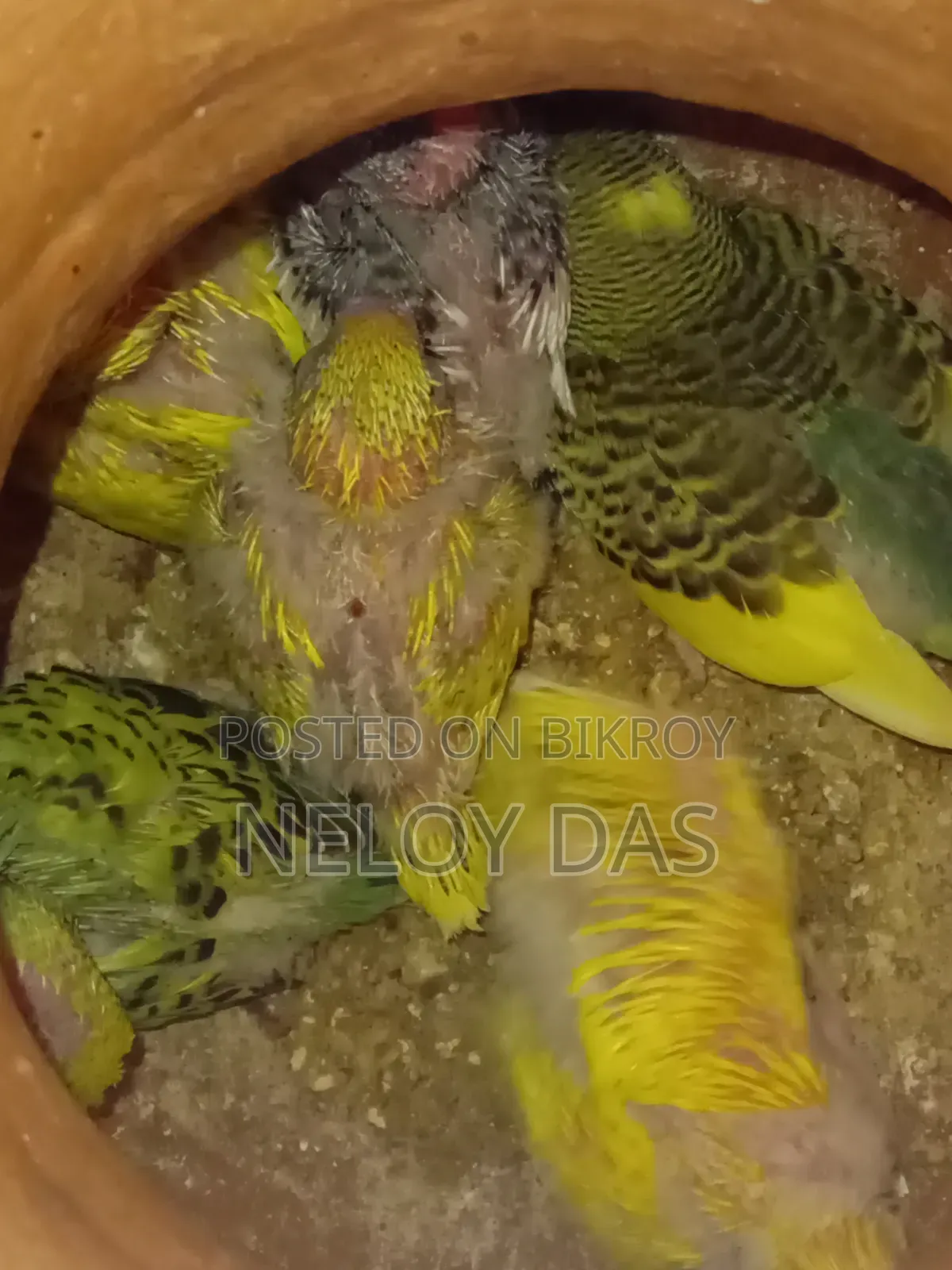 Lutino Budgie Baby